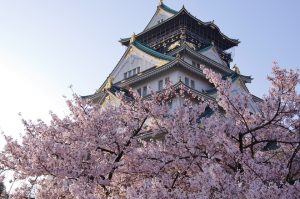 大阪城公園 桜